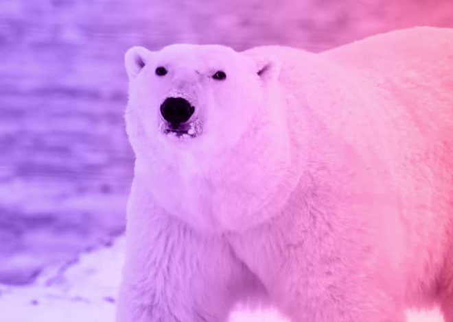 The story of a woman and a hungry polar bear